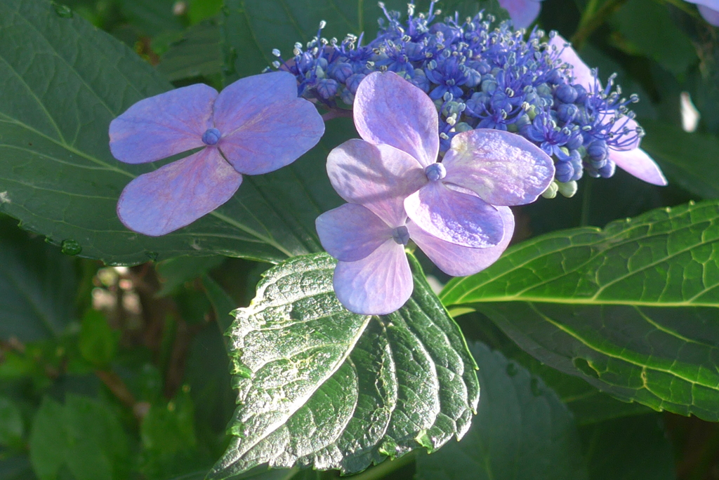 P1360254　紫陽花
