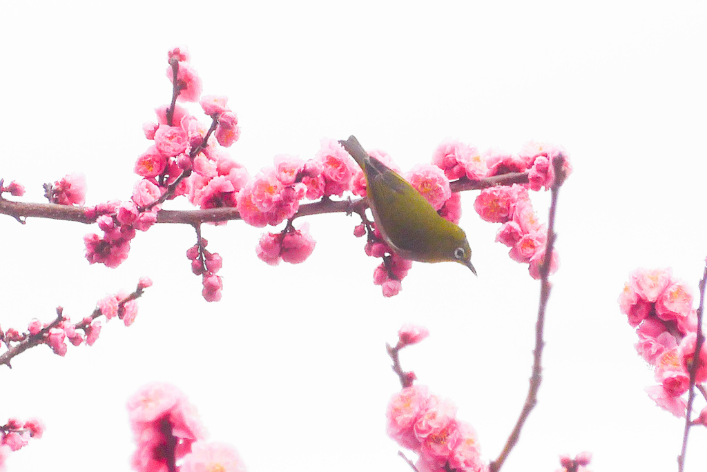 P1370646_edited　春のお客様
