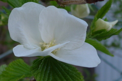 P1370995　白山吹