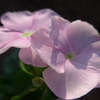 P1100738　朝日と…