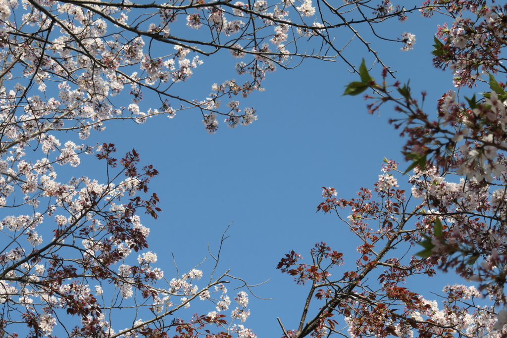 P1001441　春の空と…