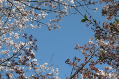 P1001441　春の空と…