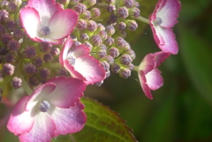 P1150923　かわいいアジサイ♪