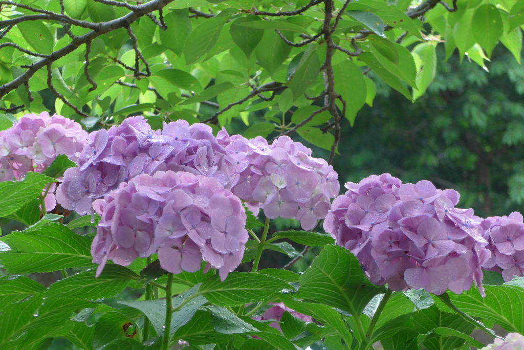 P1300714　アジサイ