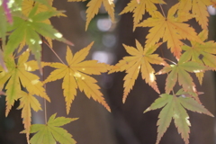P1069623　モミジ