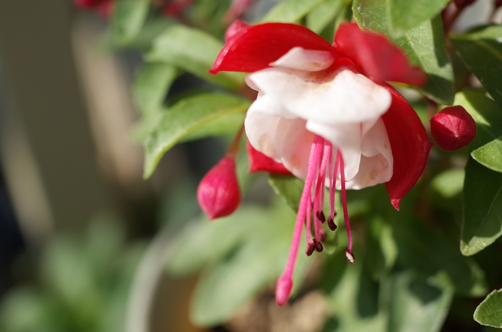 R0353532　貴婦人のイヤリング