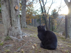 P1060699　　クロネコちゃん