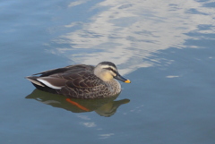 P1390309　カモさん