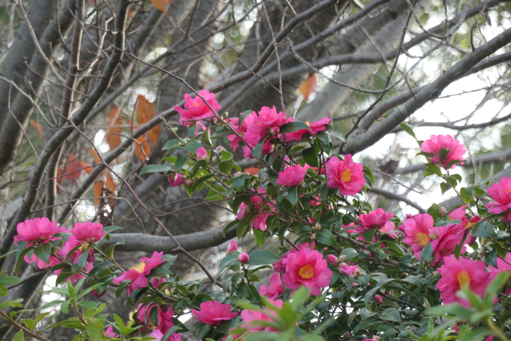 P1034776　山茶花と冬木立