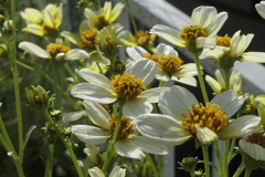 P1080902　ウインターコスモス