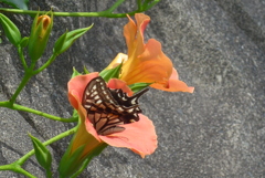 P1230545　美味しいですか～♪