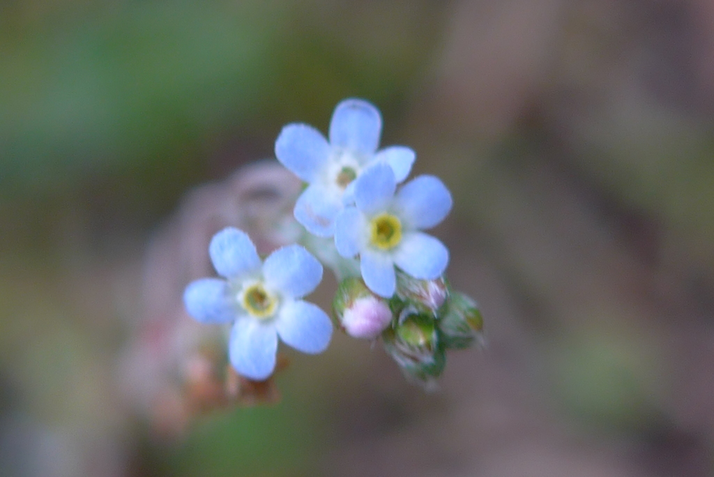 P1140247　ちっちゃな花 ♪