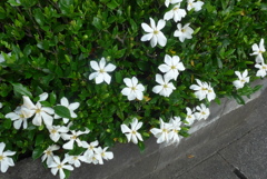 P1230237　クチナシ