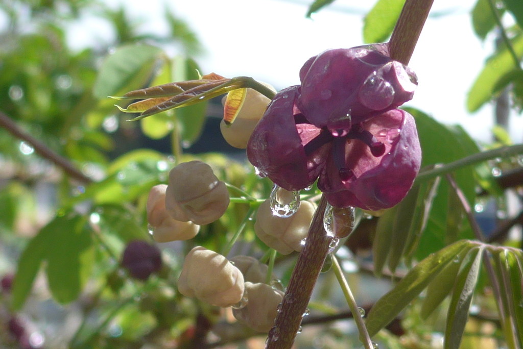P1370977　アケビの花