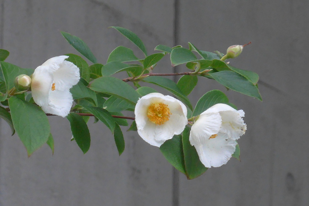 P1360172　夏椿