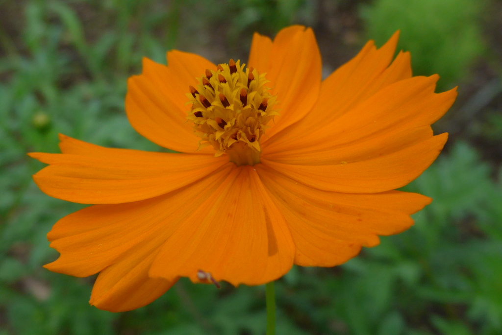 P1100449　キバナコスモス