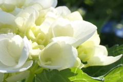 P1012155　真綿色の