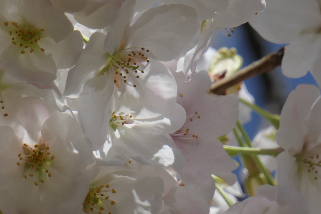P1023526　大島桜