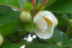 P1380680　夏椿