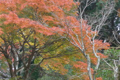 P1190225　修善寺虹の郷にて　～紅葉～