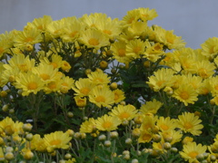 P1190088　小菊