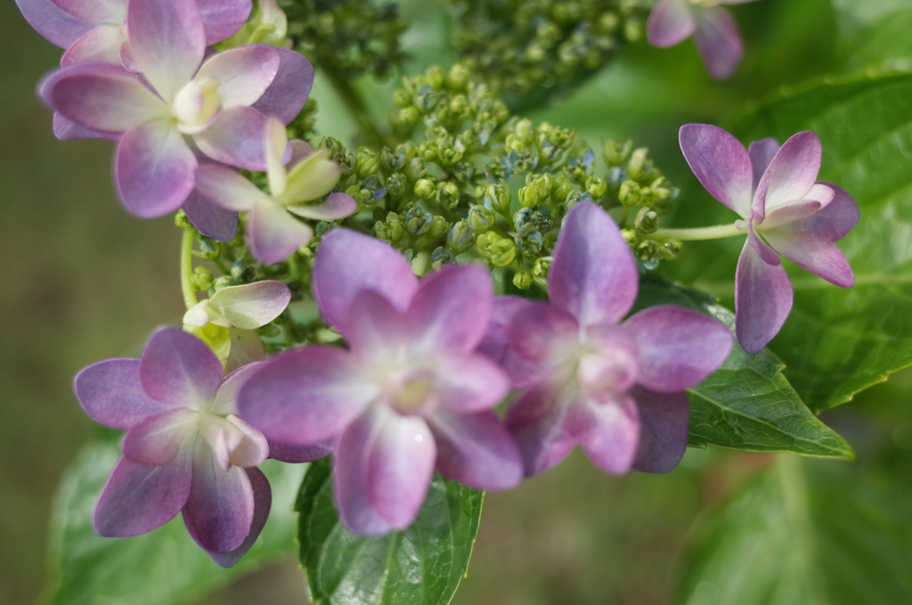 R0352373　乙女の踊り