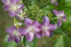 R0352373　乙女の踊り