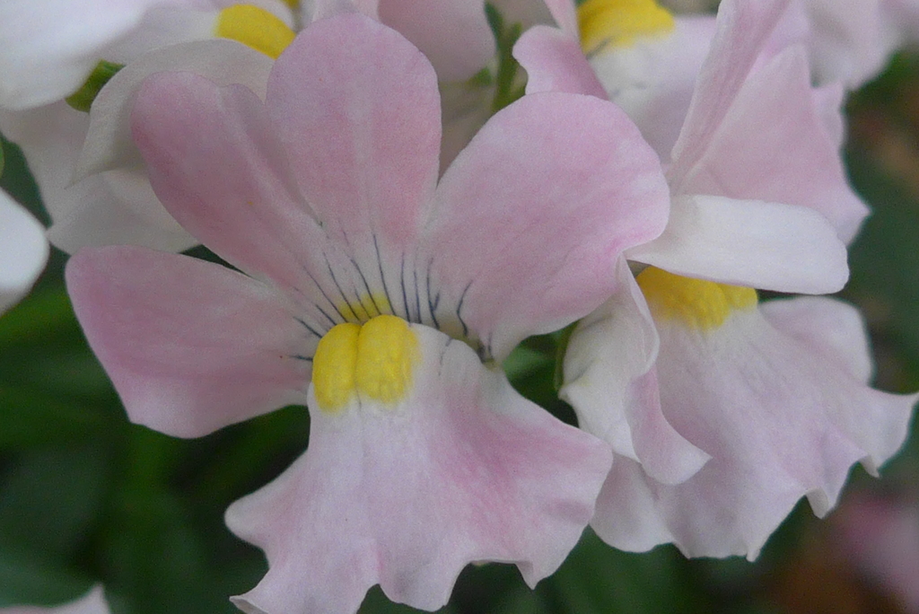 P1070893　ネメシア