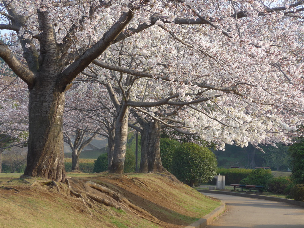 P1080031　公園の桜