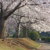 P1080031　公園の桜
