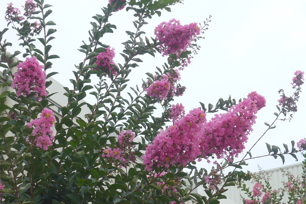 P1100773　サルスベリ