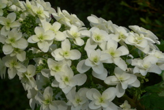 P1230262　公園の紫陽花