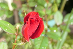P1046263　ミニバラ
