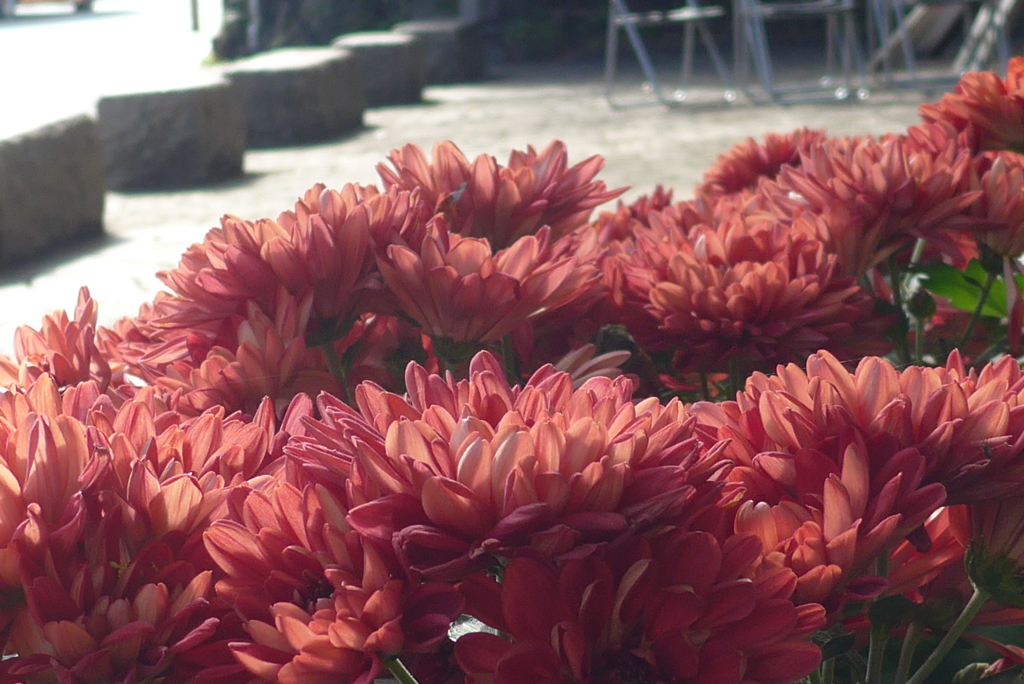 P1120354　「菊まつり」にて