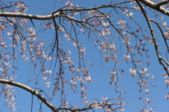 P1001291　しだれ桜