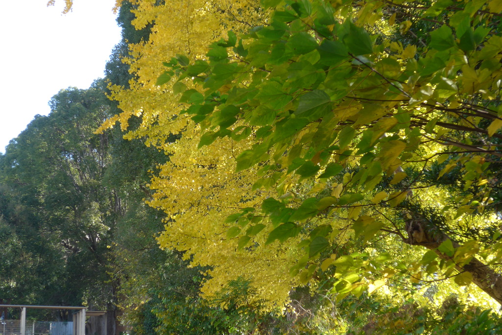 P1390283　秋色に