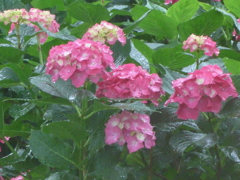 P1160352　雨に…