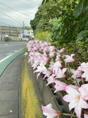 IMG_0207　花の散歩道
