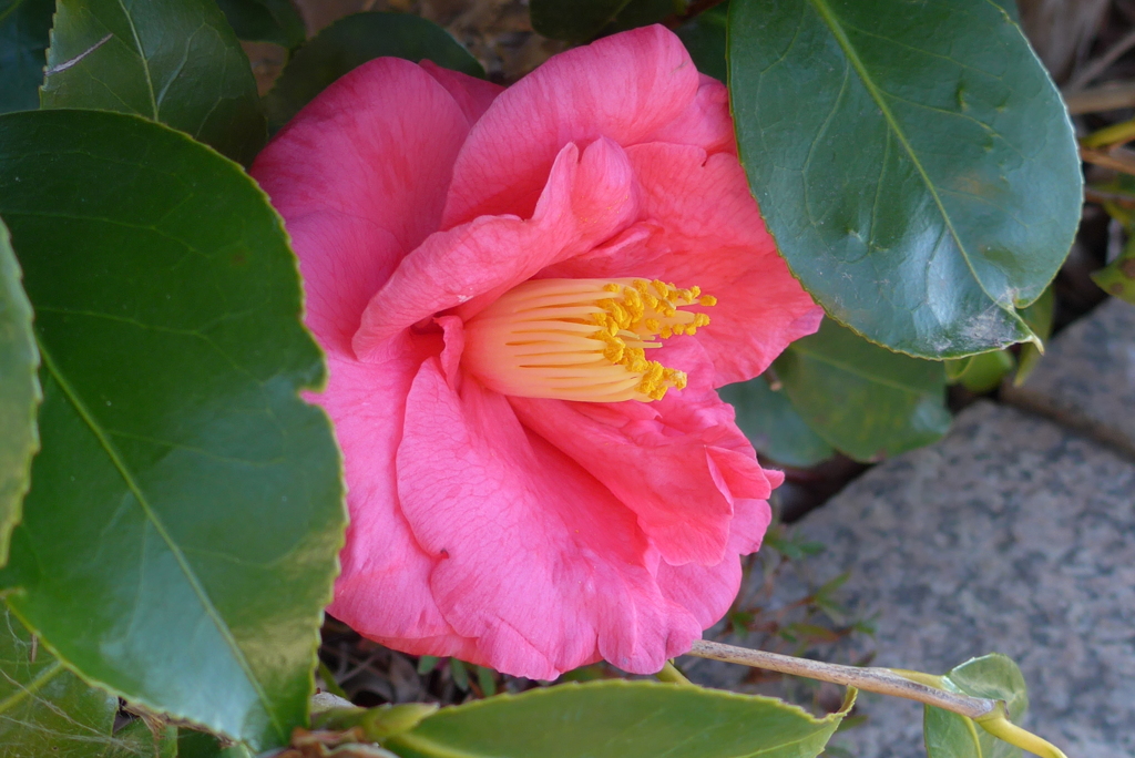 P1140183　大輪の椿