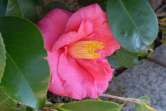 P1140183　大輪の椿