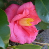 P1140183　大輪の椿