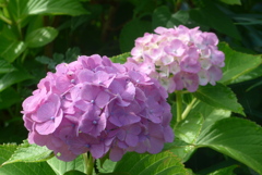 P1230807　あじさい