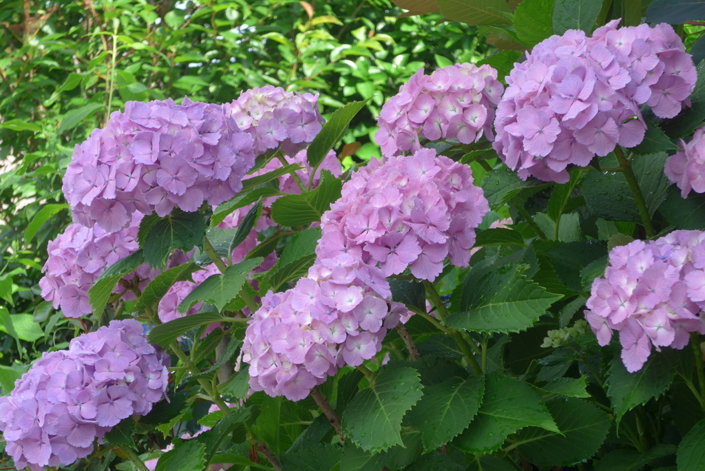 P1300568　あじさい