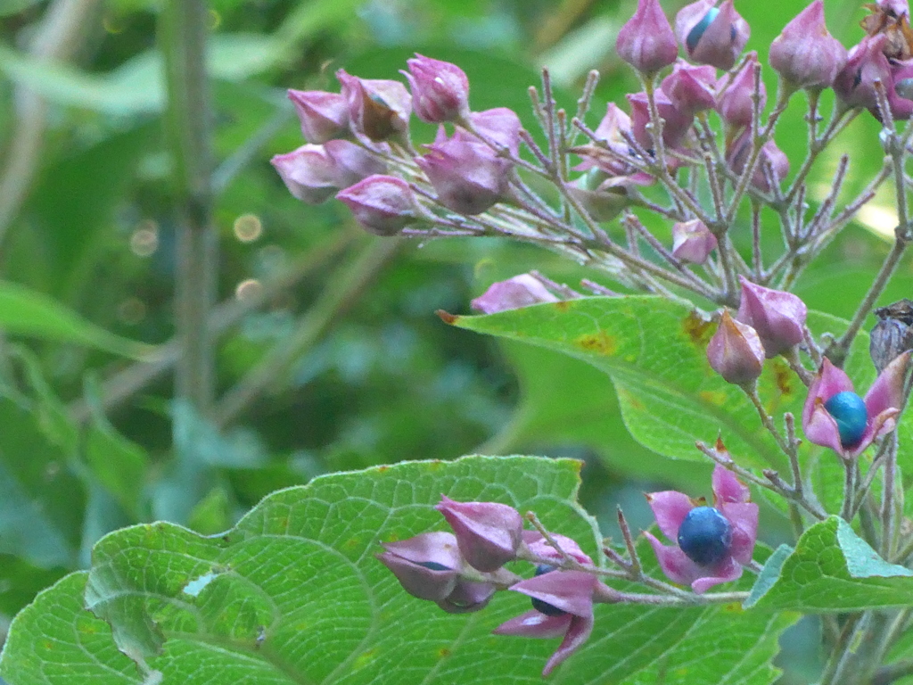 P1110705　花が終わって…