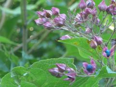 P1110705　花が終わって…