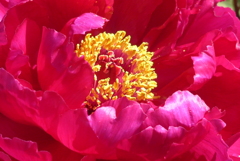 P1210967　風格（花言葉）