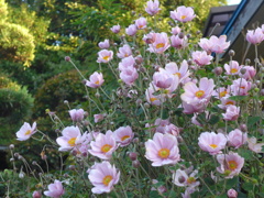 P1110857　シュウメイギク