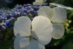 P1160428　朝の光に