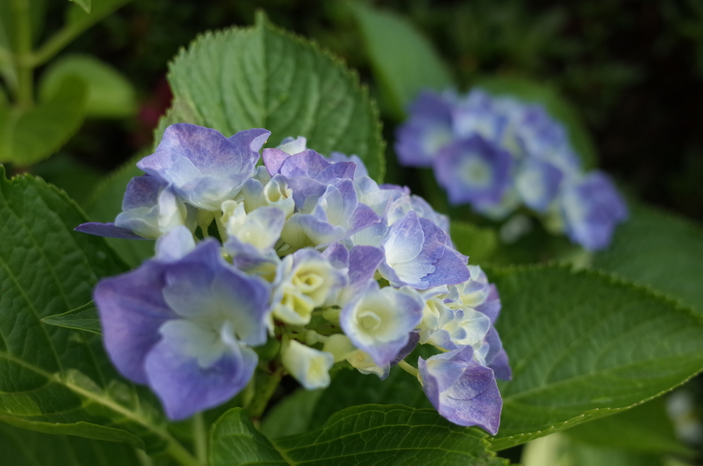 R0353121　紫陽花