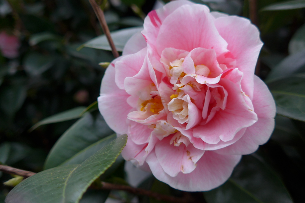 P1260128　つばき